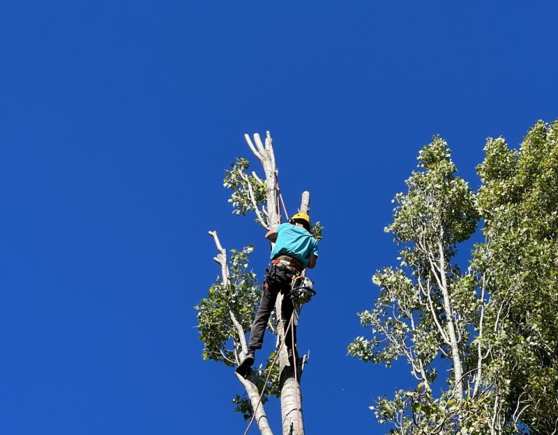 thumbnail_photo-site-nov